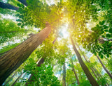 A lush green forest canopy with sunlight filtering through the leaves.