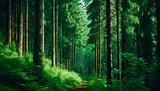 Tapeta Mistyczna leśna ścieżka: Zielone sanktuarium