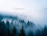 wallpaper with a serene image of a misty forest with a flock of birds flying overhead.