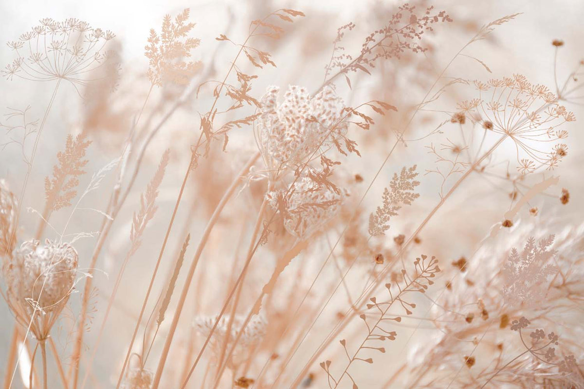 Blush weidegrassen behang – zachte droogbloemen en pampasgras fotobehang