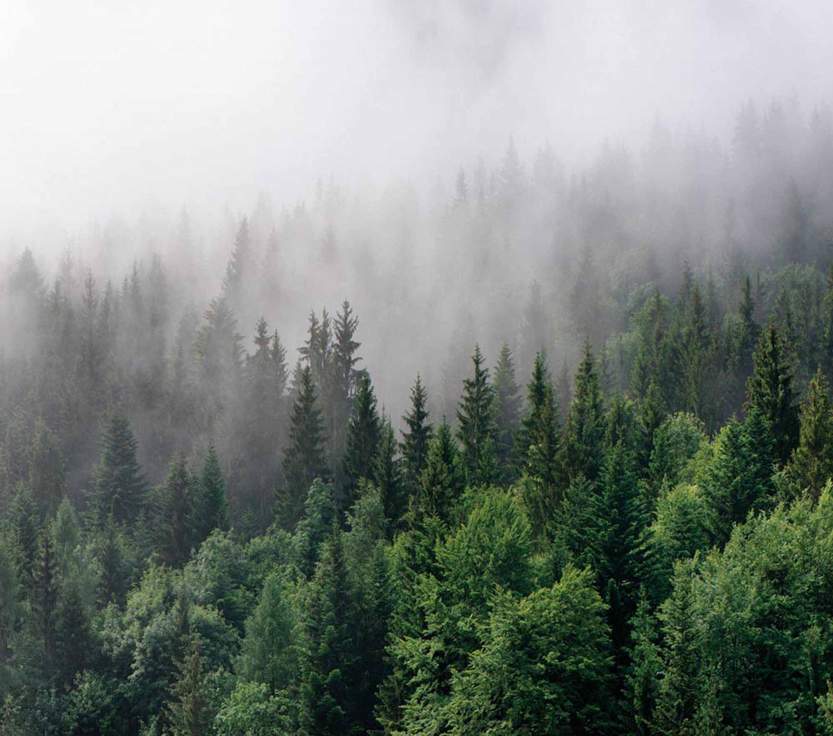Fototapete Nebliger Nadelwald – Tannen im Nebel, Bergmotiv