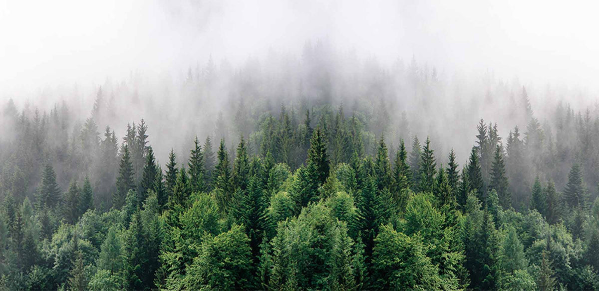 Mistig dennenbosbehang – groene boomtoppen in de mist