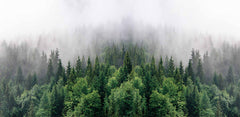 Custom Foggy Evergreen Forest Wall Mural Treescape Wallpaper