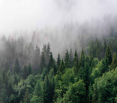 Custom Evergreen Forest Wall Mural Foggy Mountain Landscape Wallpaper