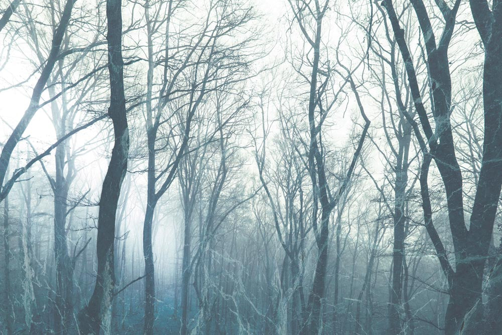 Papier peint arbres nus dans la brume – Papier peint panoramique forêt d’hiver bleu-gris