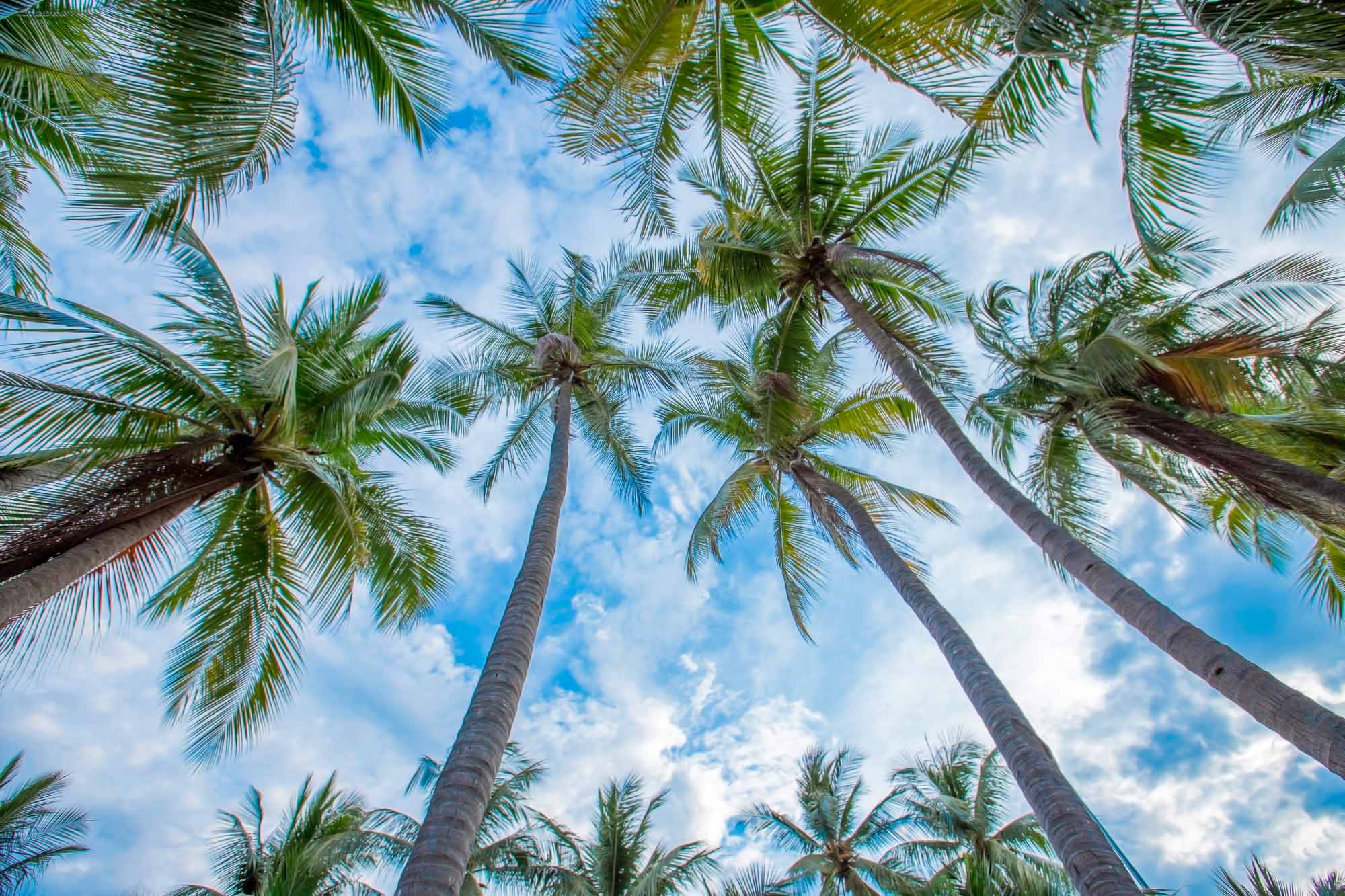 Upward View of Palm Trees Against Blue Sky Wall Mural Wallpaper