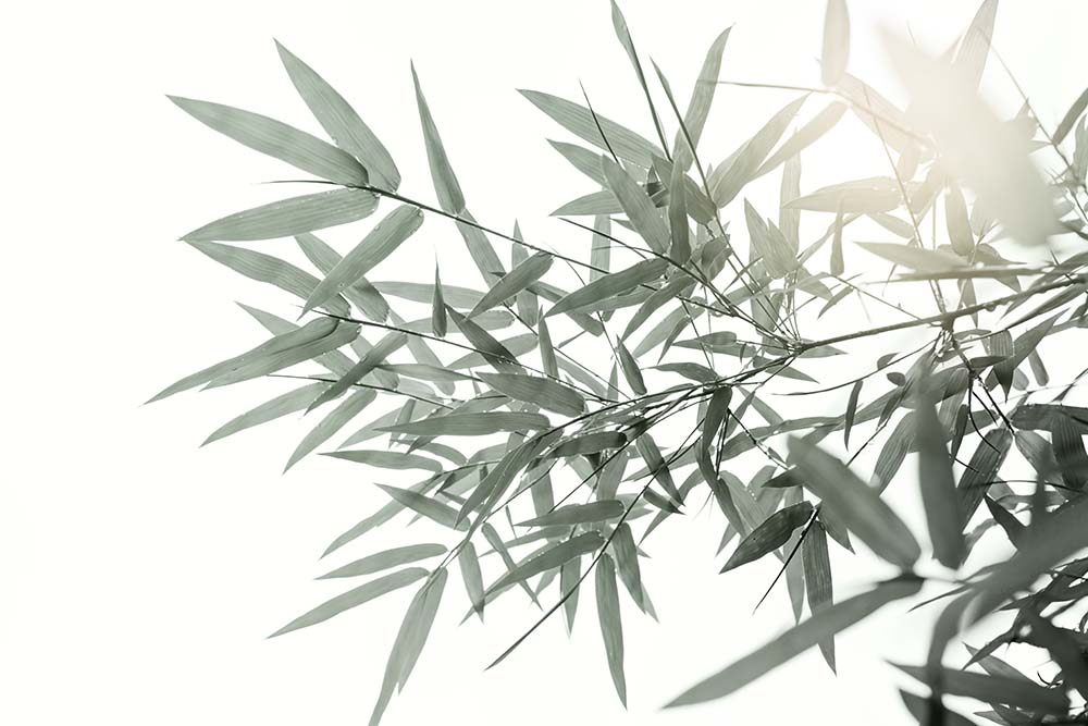 Minimalist Bamboo Leaves Wall Mural Wallpaper