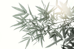 Custom Minimalist Bamboo Leaves Wall Mural Wallpaper