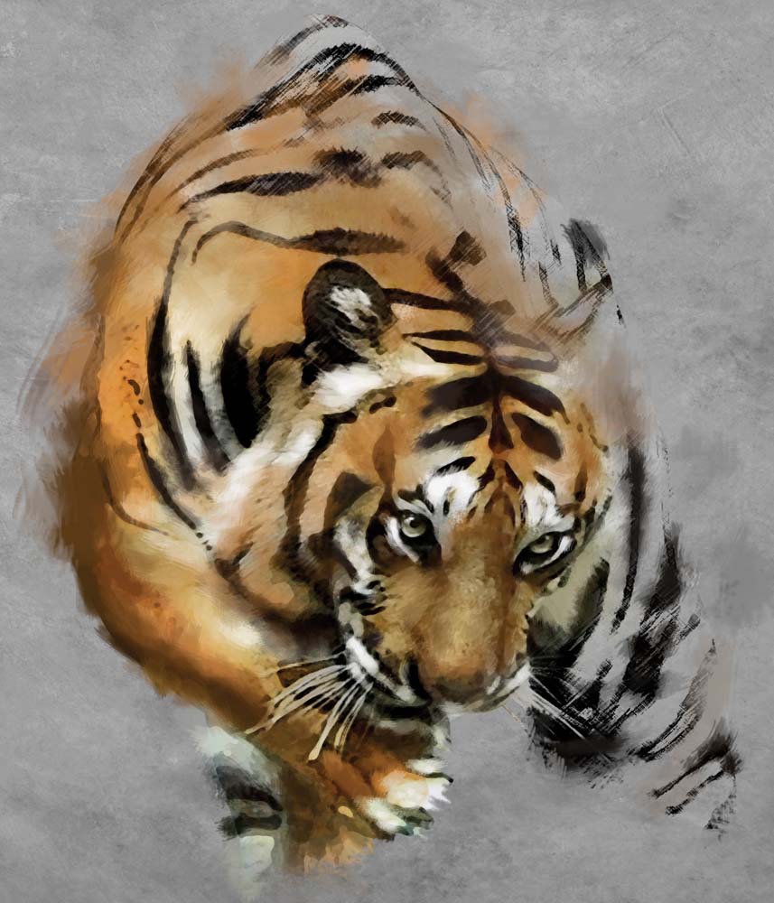 Tijgerbehang – jagende tijger in aquarel op grijze achtergrond