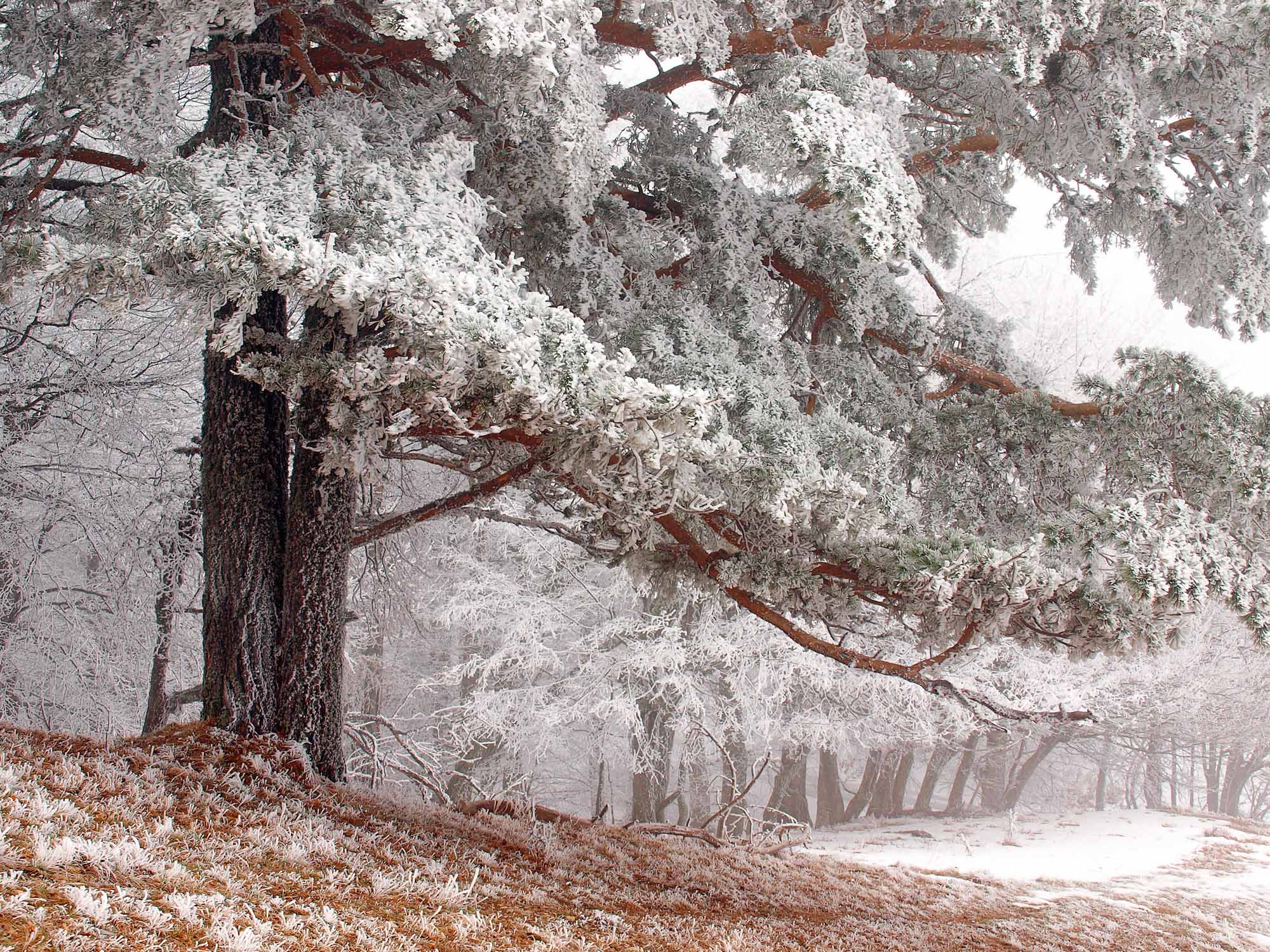 Frosty Forest Landscape Wall Mural Snow-Covered Pine Tree Wallpaper