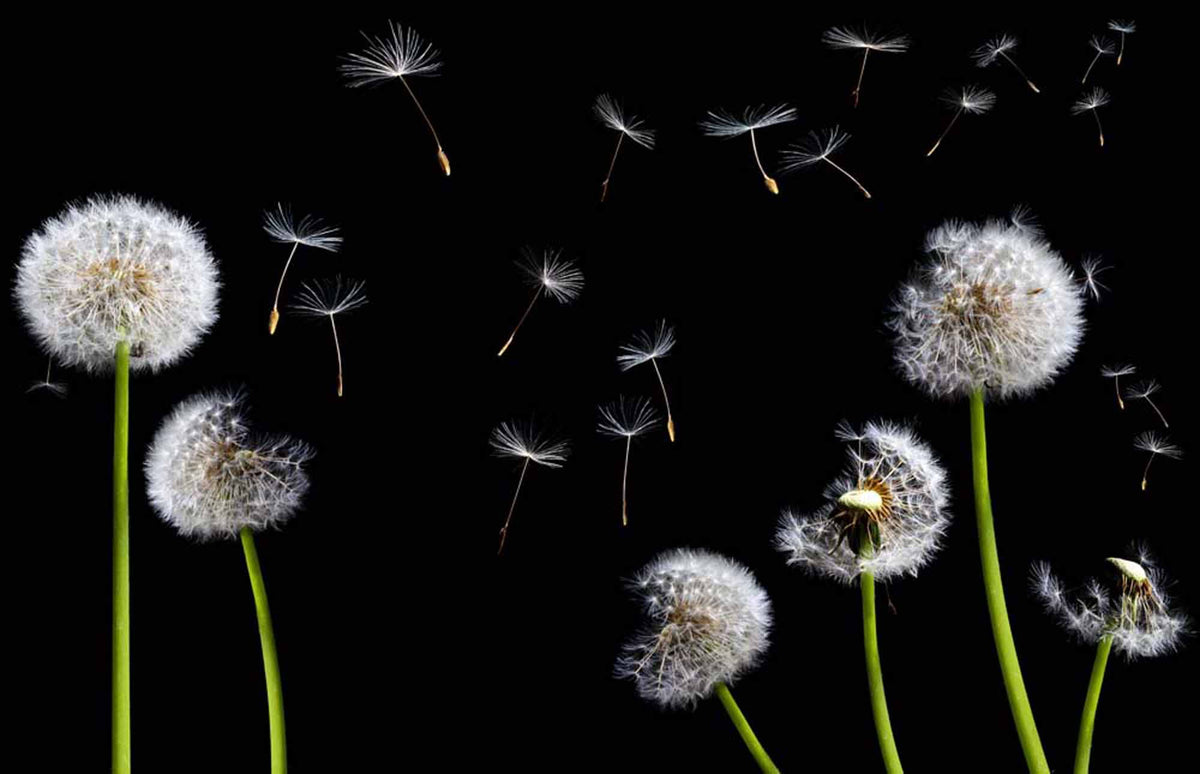 Papier peint pissenlits – Papier peint panoramique pissenlits blancs sur fond noir