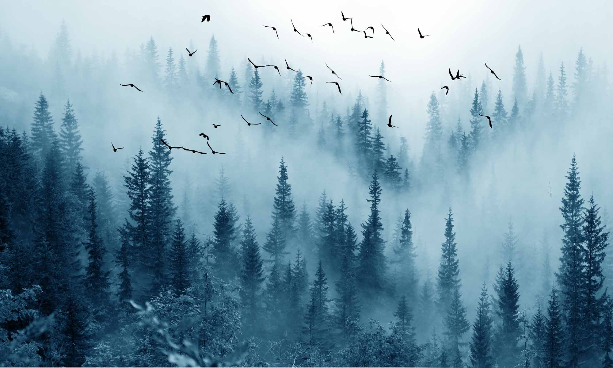 Enchanted Misty Forest Wall Mural Wallpaper - Foggy Pines with Soaring Birds