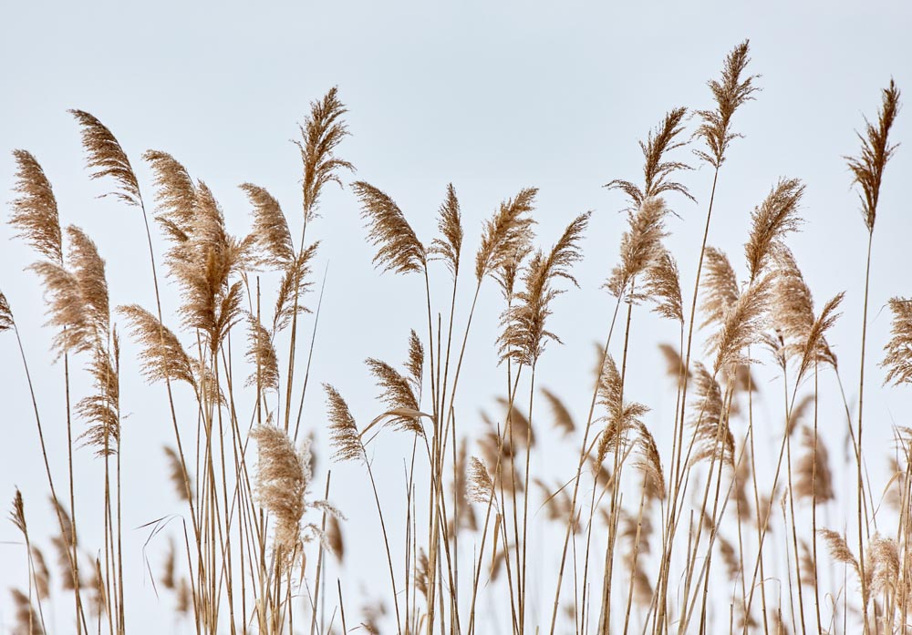 Rietbehang – close-up gras natuur fotobehang
