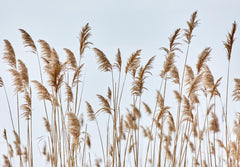 Custom Reeds Wallpaper Nature-Inspired Wall Mural Decor Organic Texture