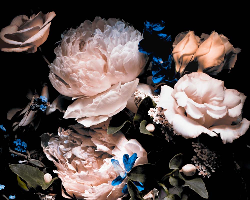 Donkere rozen en pioenrozen behang – sfeervol bloemen fotobehang
