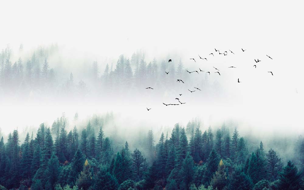Fototapete Nebliger Nadelwald – Kiefern und fliegende Vögel
