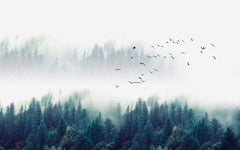 Custom Misty Evergreen Forest Wall Mural Wallpaper - Tranquil Pines with Flying Birds