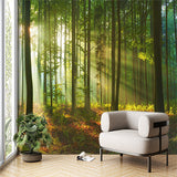 Sunlit Forest Wall Mural Wallpaper - Lush Woodland with Radiant Light Beams