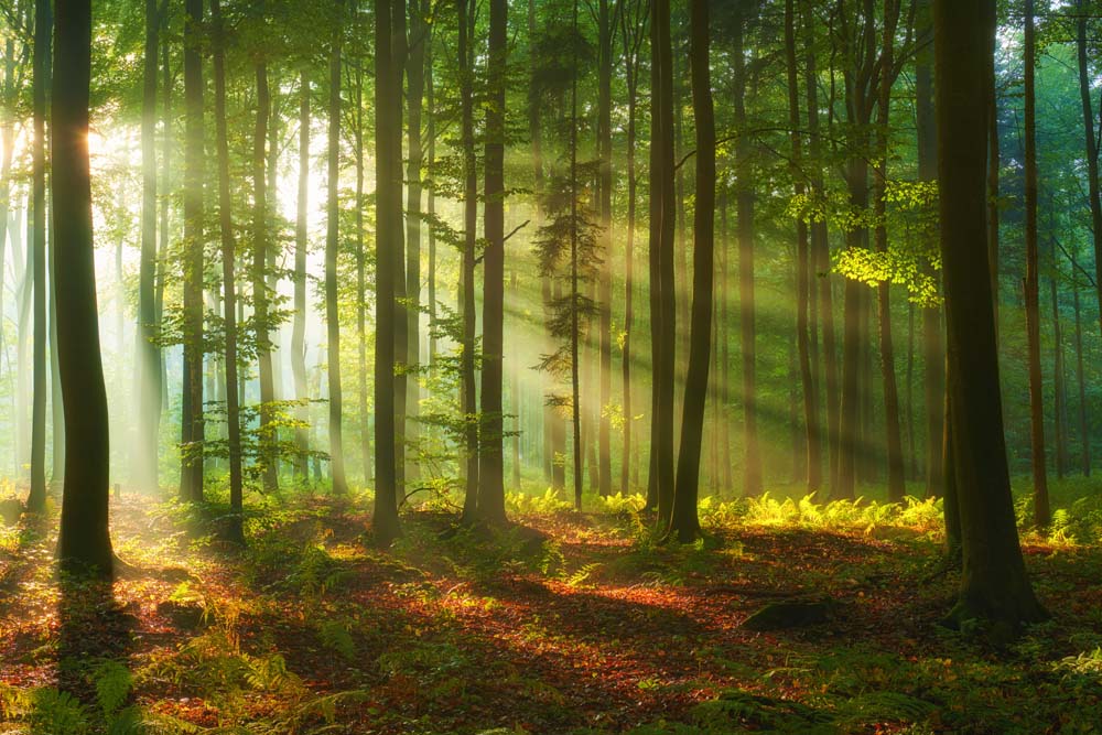 Sunlit Forest Wall Mural Wallpaper - Lush Woodland with Radiant Light Beams