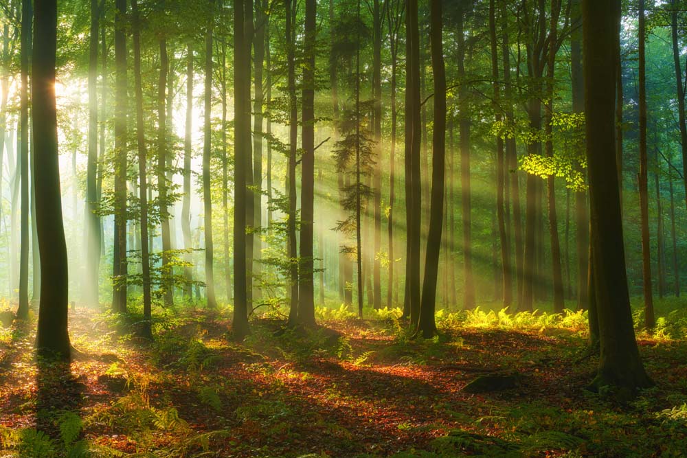 Fotobehang met zonnestralen door het bos – weelderig groen en licht