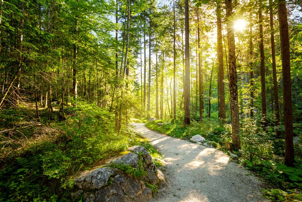 Sunlit Forest Path Wall Mural Wallpaper - Serene Woodland Trail with Radiant Sunlight