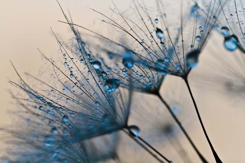 Close-Up Dandelion with Water Droplets Wall Mural Blue Floral Wallpaper