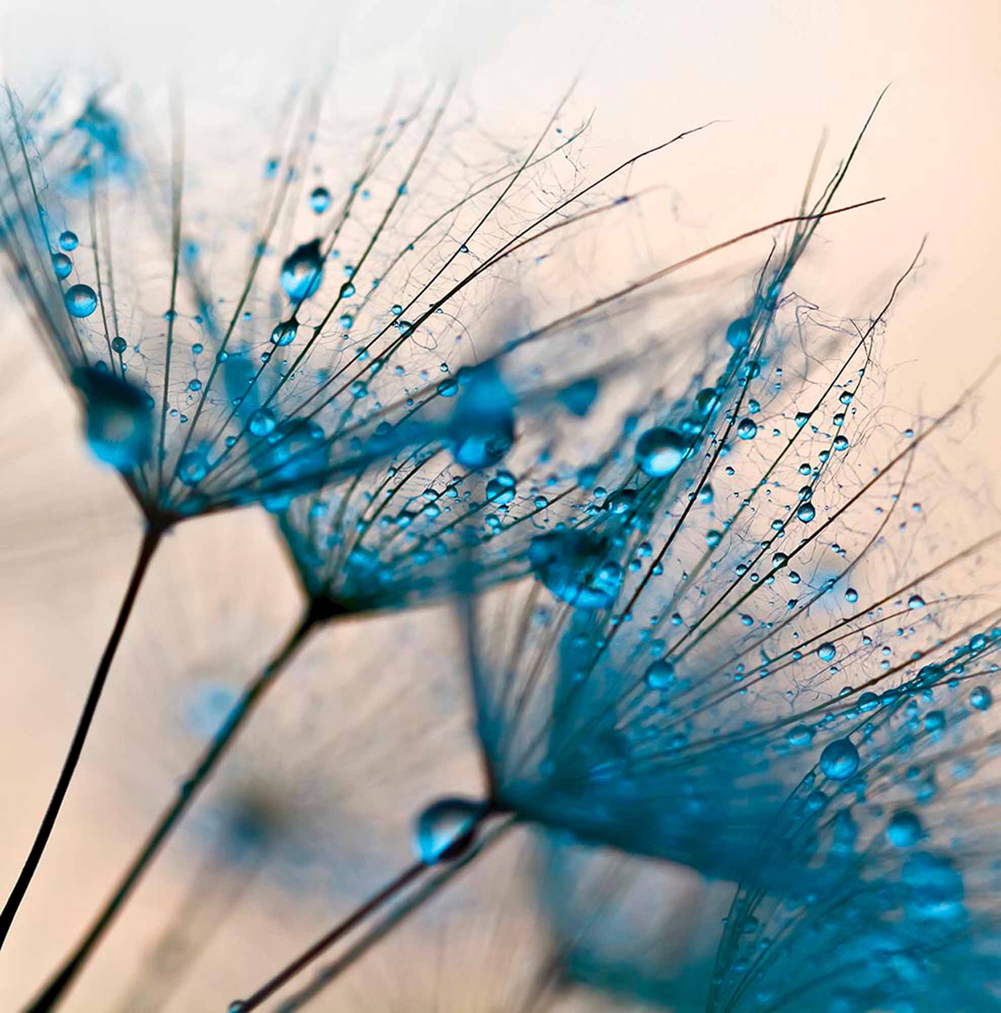 Close-Up Dandelion with Water Droplets Wall Mural Blue Floral Wallpaper