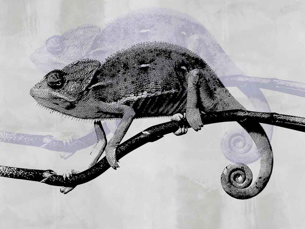 Fototapete Chamäleon – Schwarz-weißes Chamäleon auf einem Ast