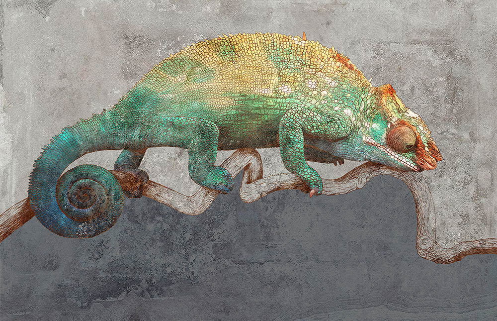 Colorful Chameleon Wallpaper – Teal and Orange Chameleon on Concrete Wall Mural