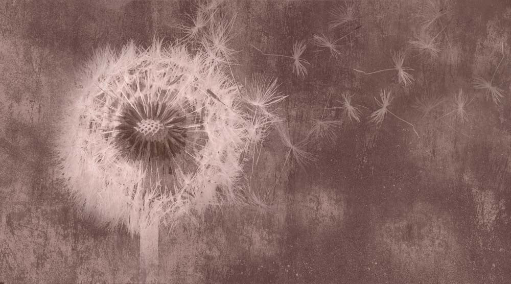Fototapete Pusteblume – Zartrosa Pusteblume auf malvenbraunem Grund