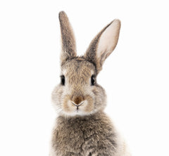 Custom Colorful Rabbit Wall Mural Cute Bunny Wallpaper