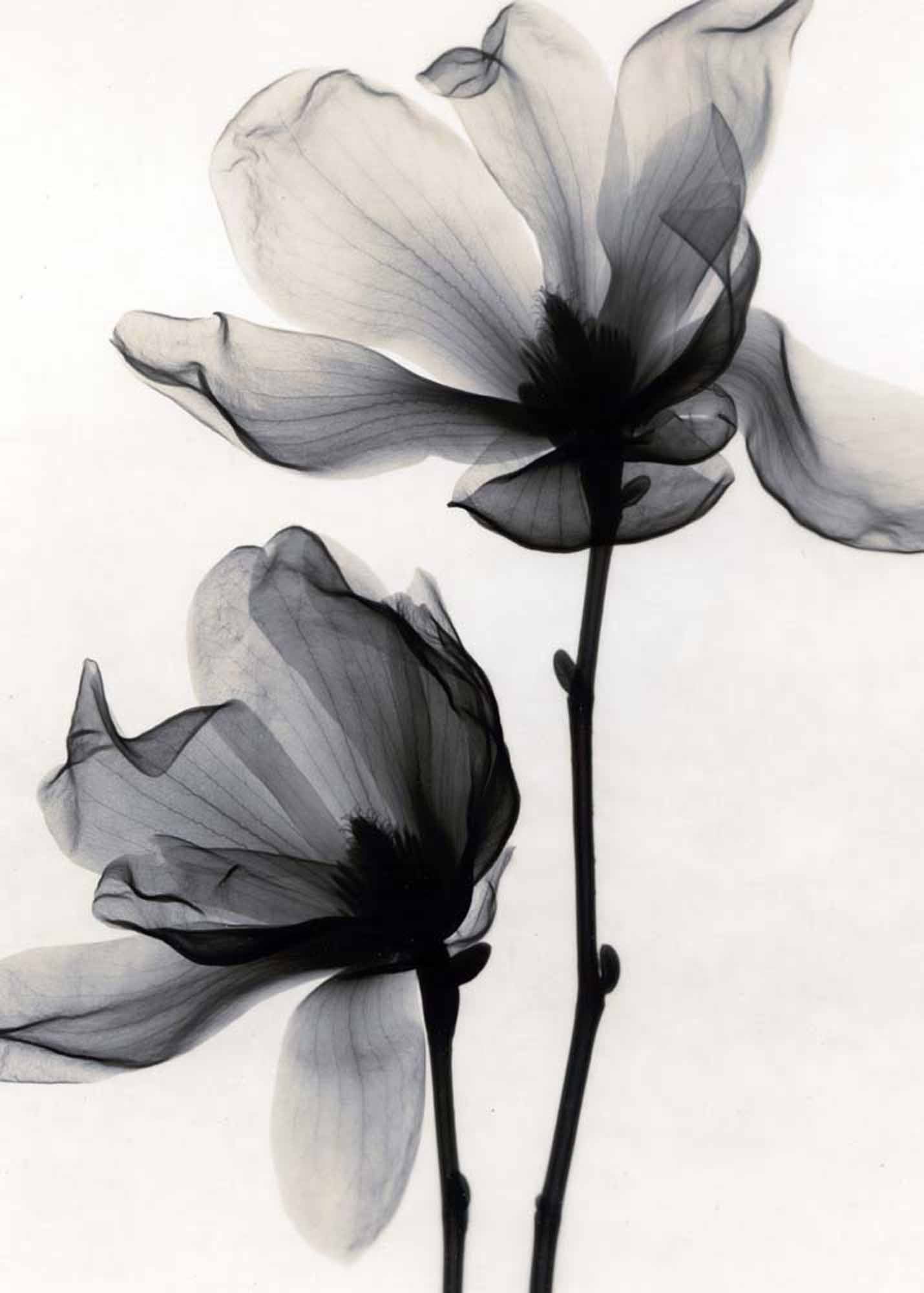 Elegant Black and White Floral Wall Mural - Transparent Petal Art Wallpaper