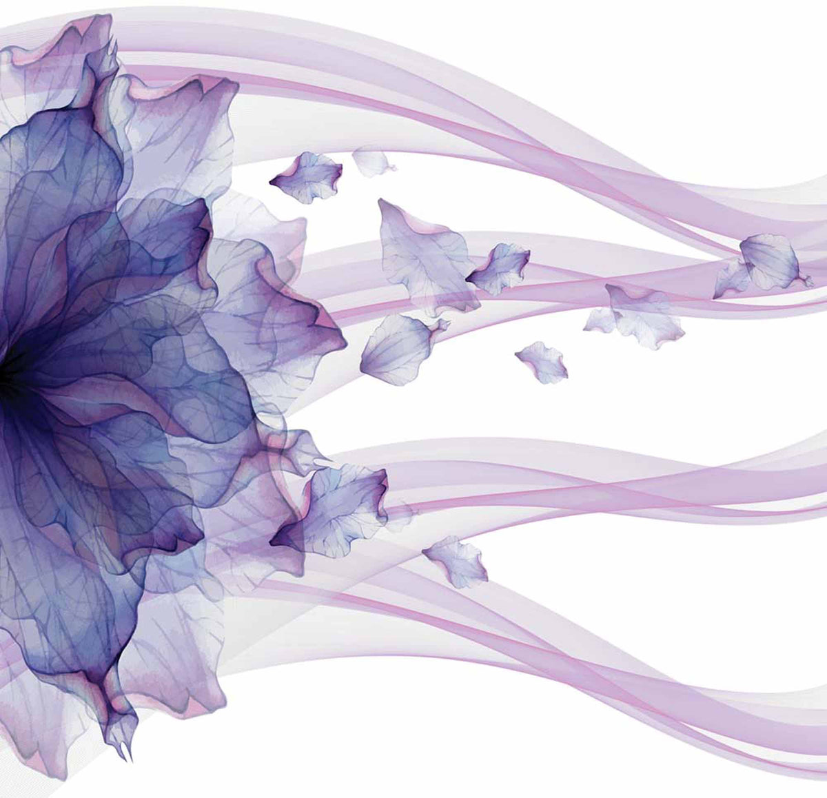 Papier peint fleur violette – Papier peint panoramique pétales violets abstraits et fumée