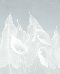 Custom Serene White Lily Leaves Wallpaper