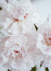 Custom White Peony Floral Wallpaper Elegant Floral Wall Mural Decor