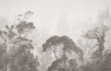 Tranquil Misty Forest in Grayscale Wall Mural Wallpaper