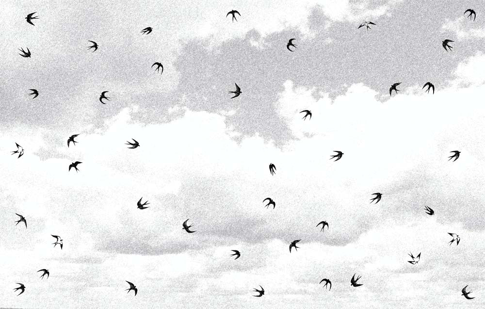 Fototapete Schwalben im Flug – Schwarze Vögel vor sanftgrauen Wolken