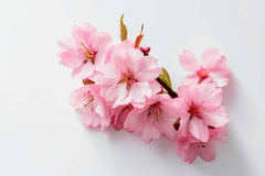 Custom Elegant Pink Cherry Blossoms Wall Mural - Delicate Floral Wallpaper for a Serene Ambiance