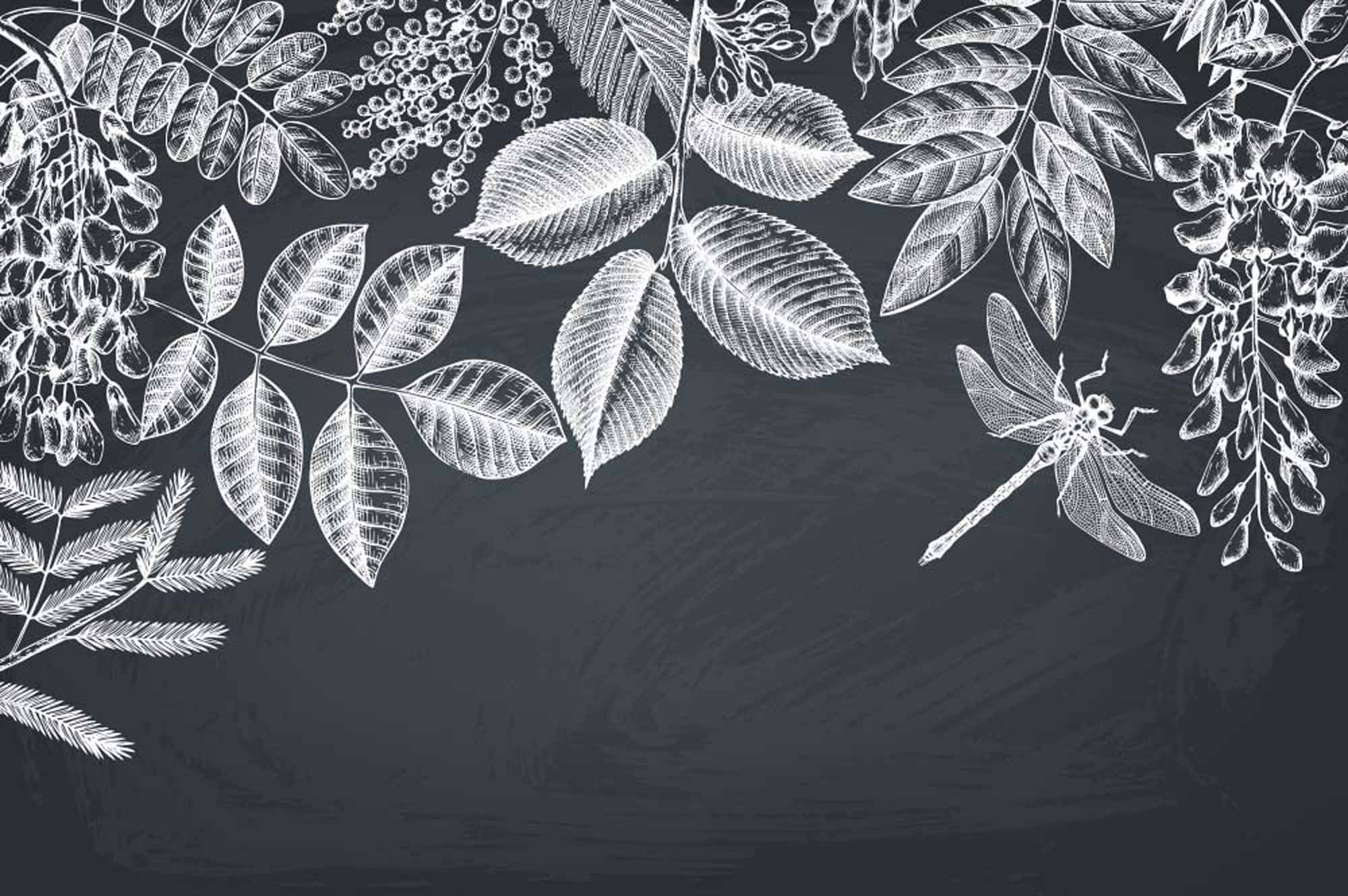 Chalkboard Botanical Mural Wallpaper - Intricate White Leaf and Dragonfly Design