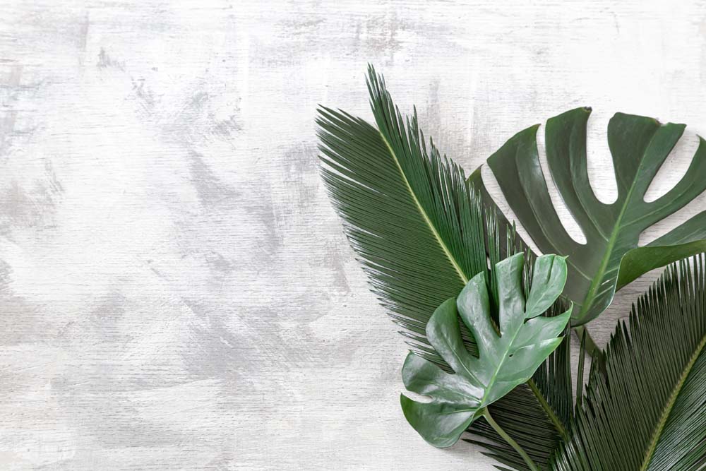 Fototapete Monstera-Blatt – Realistisch tropisch auf weißem Putz
