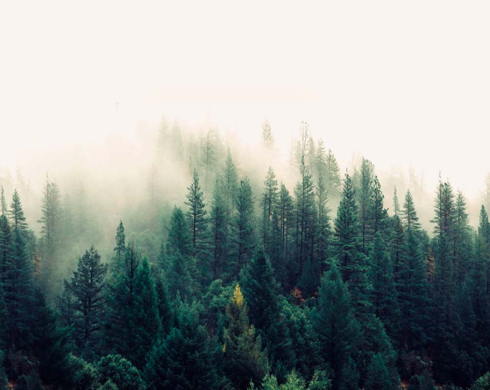 Fototapete Nebelwald – Ruhiges Naturwandbild