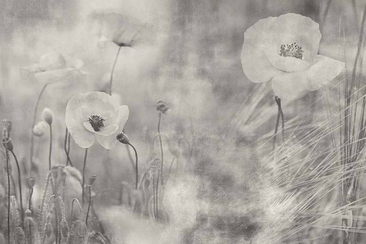 Fototapete Mohnblumen im Nebel – Graues monochromes Blumenmotiv