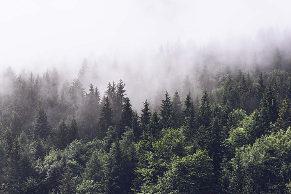 Papier peint forêt de pins brumeuse – Papier peint panoramique matin de montagne