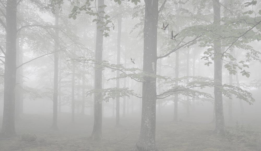 Papier peint forêt brumeuse – Papier peint panoramique nature, sous-bois calme