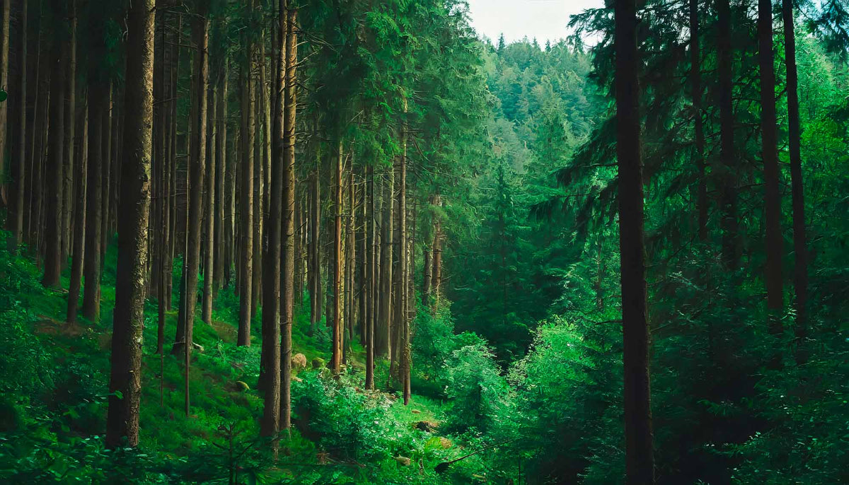 Papier peint forêt luxuriante – Papier peint panoramique pins verts et vue sur la vallée
