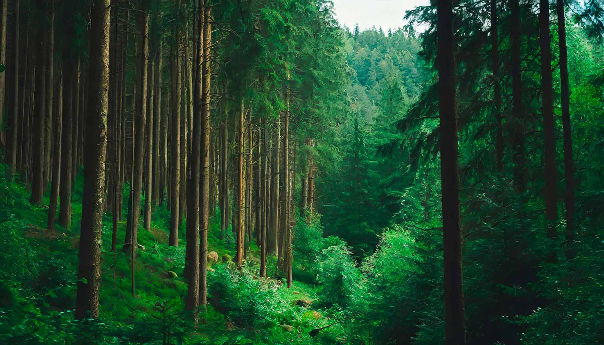 Custom Lush Forest Serenity Wallpaper