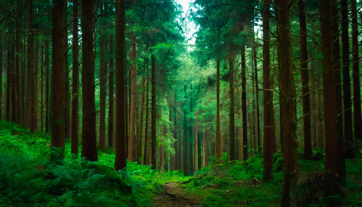 Papier peint forêt de pins enchantée – Papier peint panoramique sentier de sous-bois vert profond