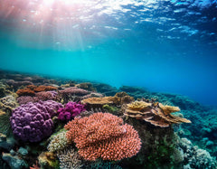 Custom Tropical Coral Reef Beauty Wallpaper