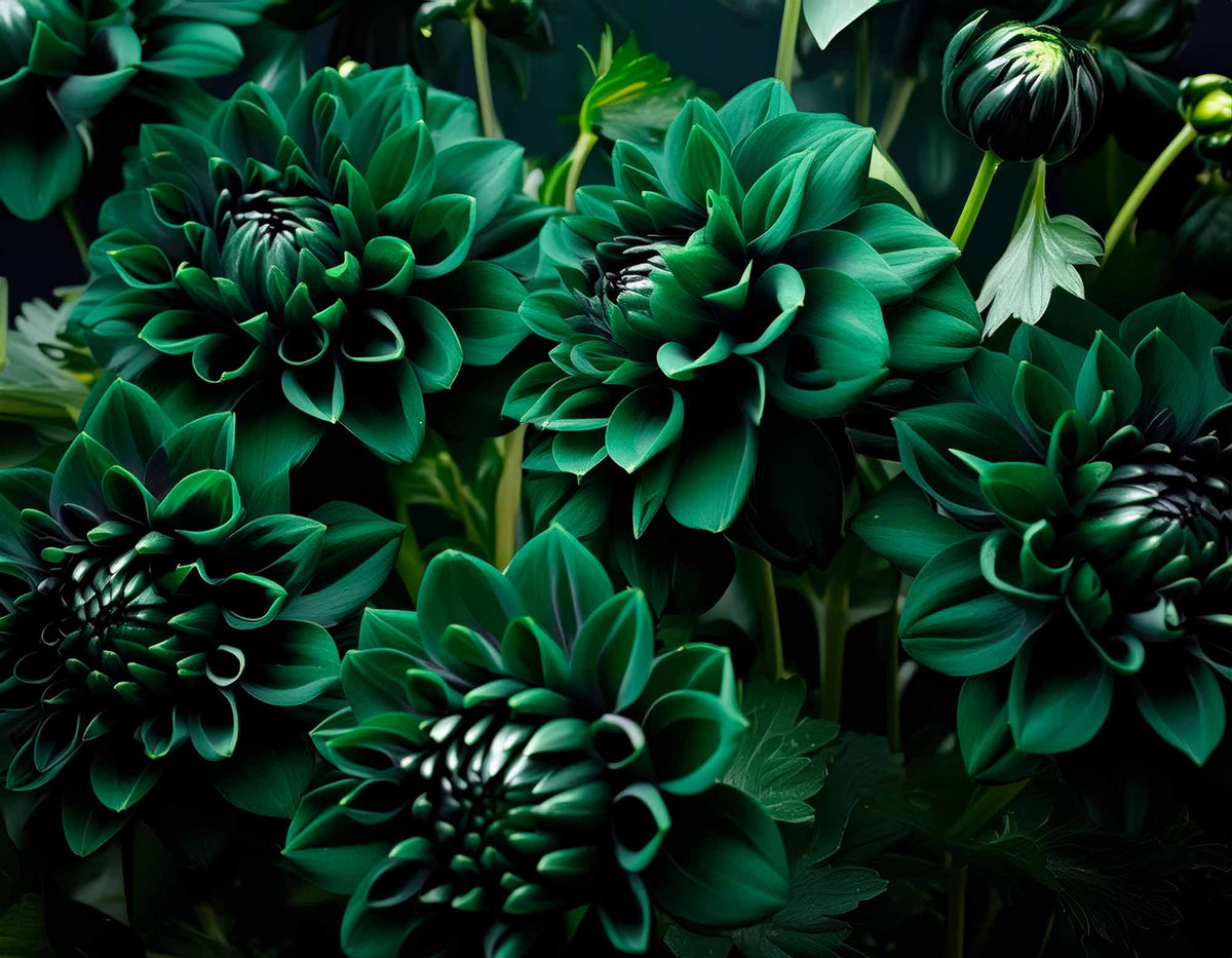 Papier peint dahlias émeraude – Papier peint panoramique dahlias vert foncé feutrés