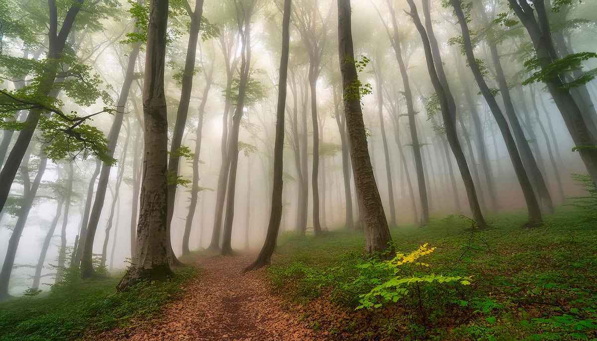 Papier peint arbres dans la brume – Papier peint panoramique forêt brumeuse avec sentier